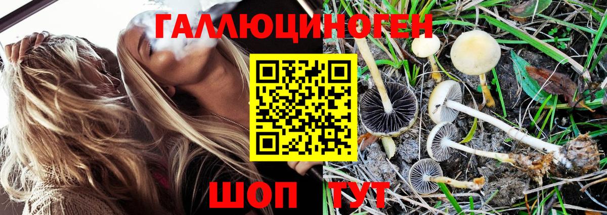 Псилоцибиновые грибы Psilocybine cubensis  Геленджик  Галлюциногенные грибы прущие грибы 